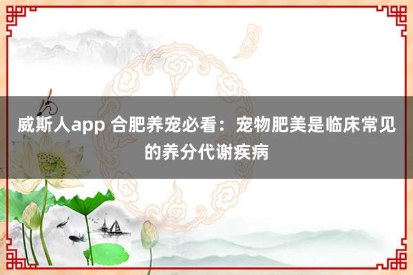 威斯人app 合肥养宠必看：宠物肥美是临床常见的养分代谢疾病