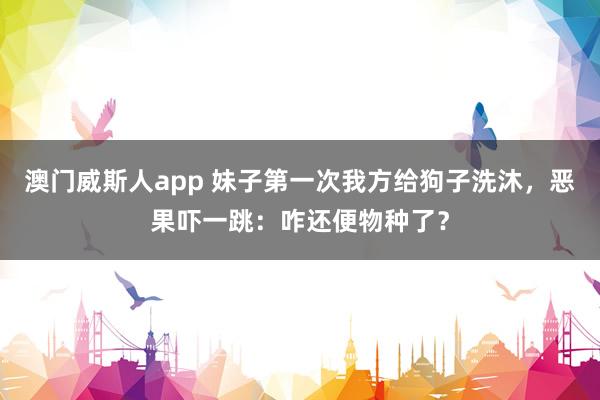 澳门威斯人app 妹子第一次我方给狗子洗沐，恶果吓一跳：咋还便物种了？
