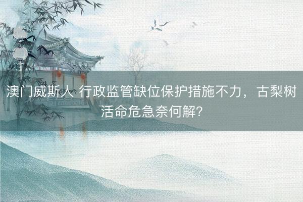 澳门威斯人 行政监管缺位保护措施不力，古梨树活命危急奈何解？